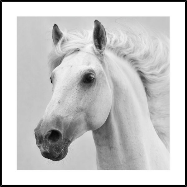 White Horse Framed Print 45cm x 45cm