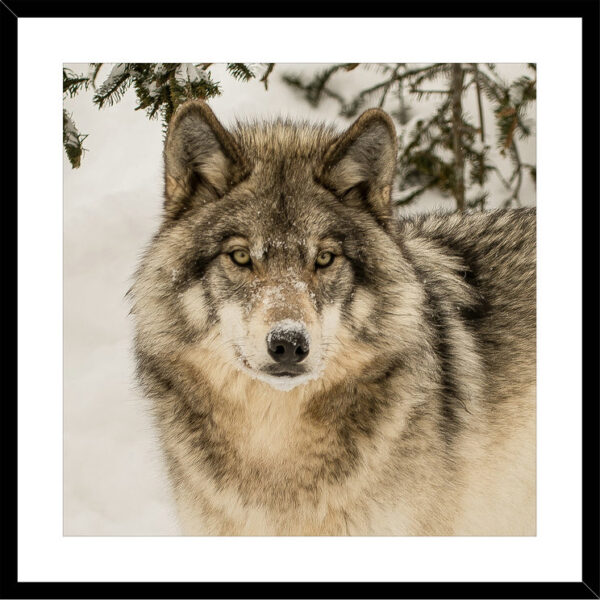 Wolf Framed Print 45cm x 45cm