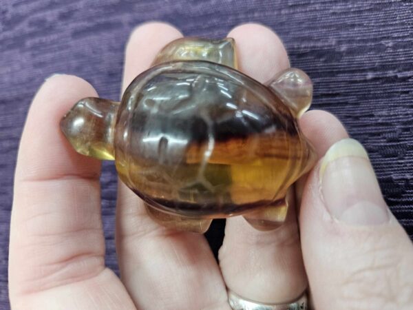 Yellow with purple lines fluorite turtle