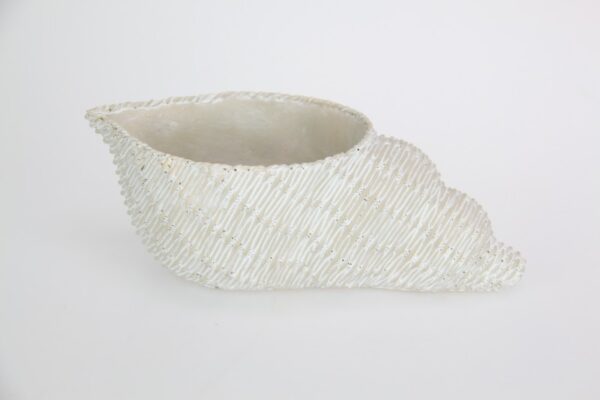 White Wash Beach Décor Shell Bowl