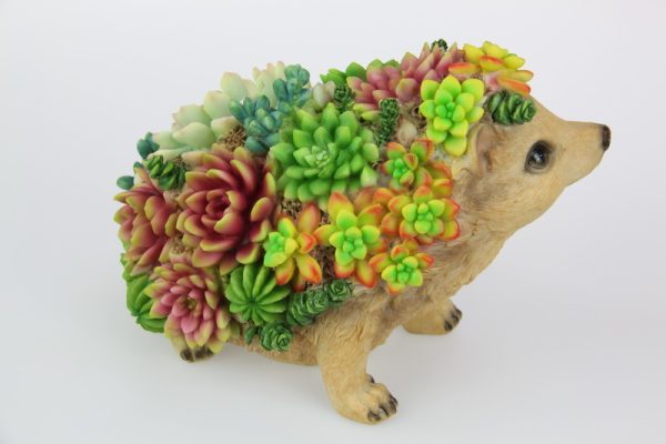 Succulent hedgehog