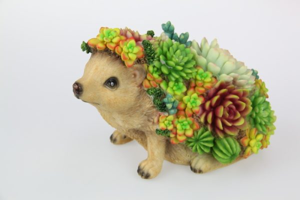 Succulent hedgehog - Image 2