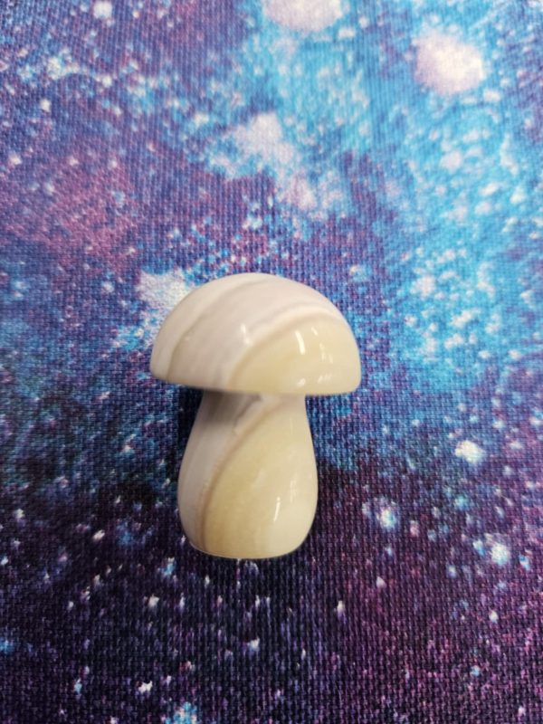 Cream mushroom(bs)