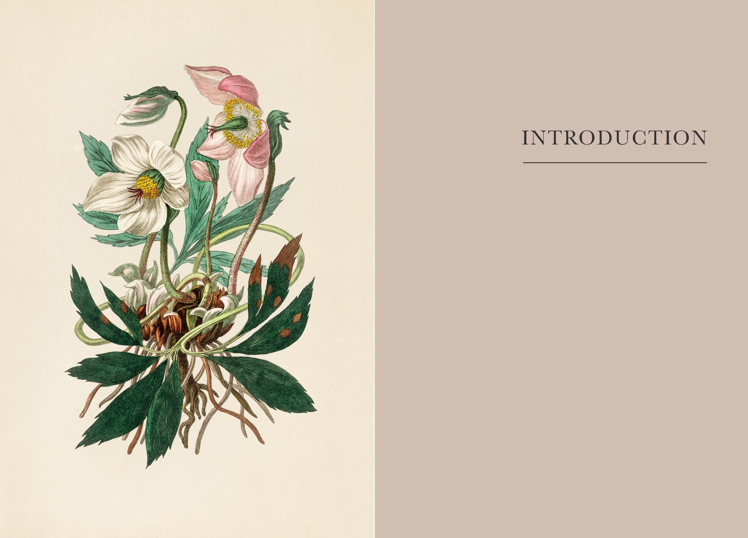 Practical Guide to Magic in Nature - Image 6