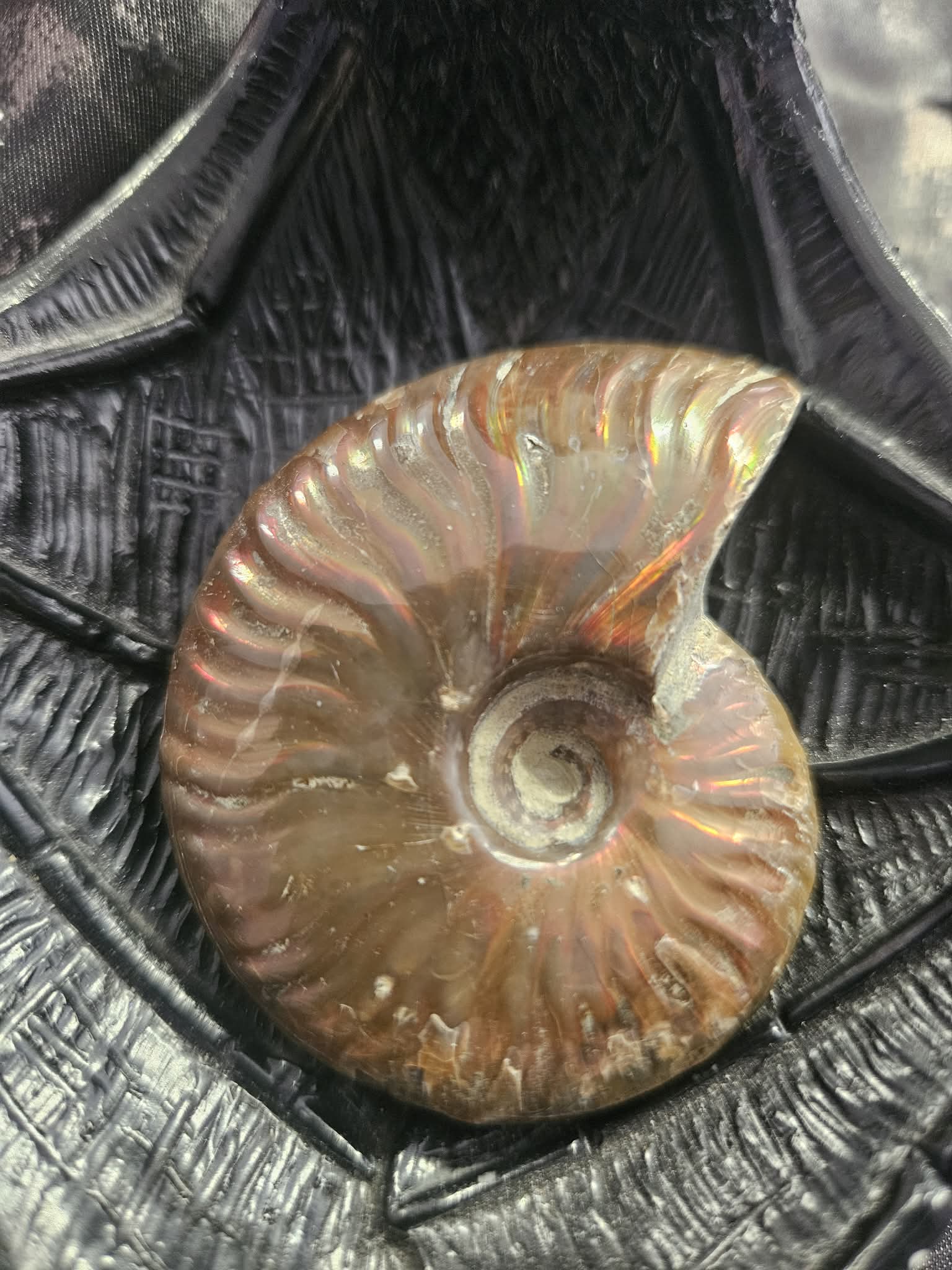 ammolite fossil (hm)