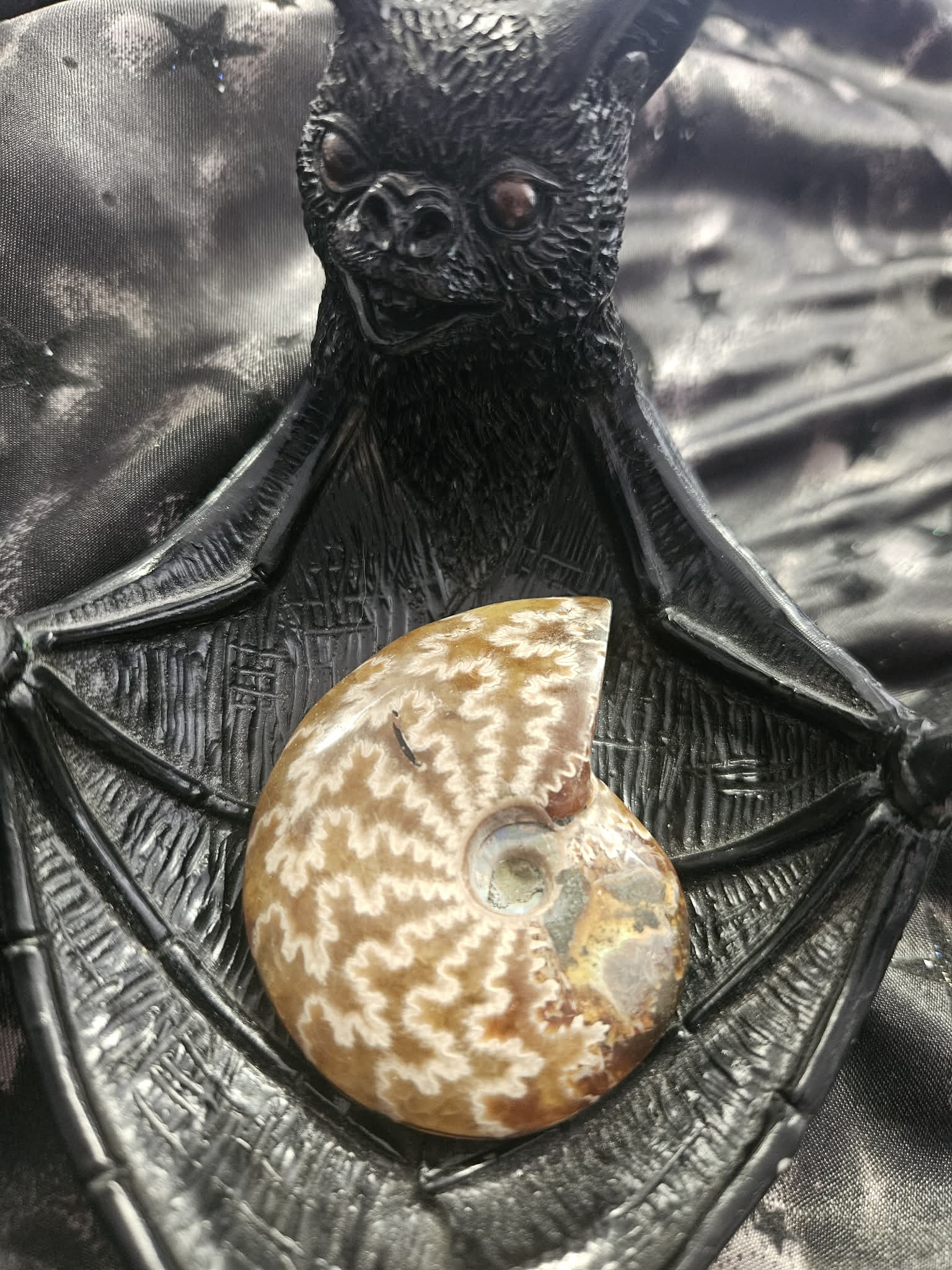 ammolite fossil (hm)